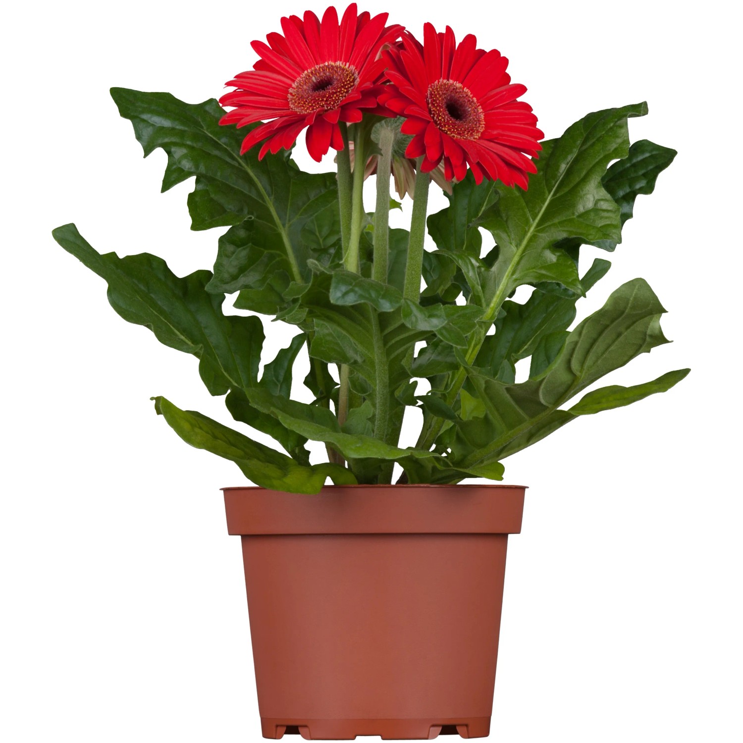 strelitzia nicolai ikea Strelitzia Nicolai Paradiesvogelblume XL mit Topf  vielgrn