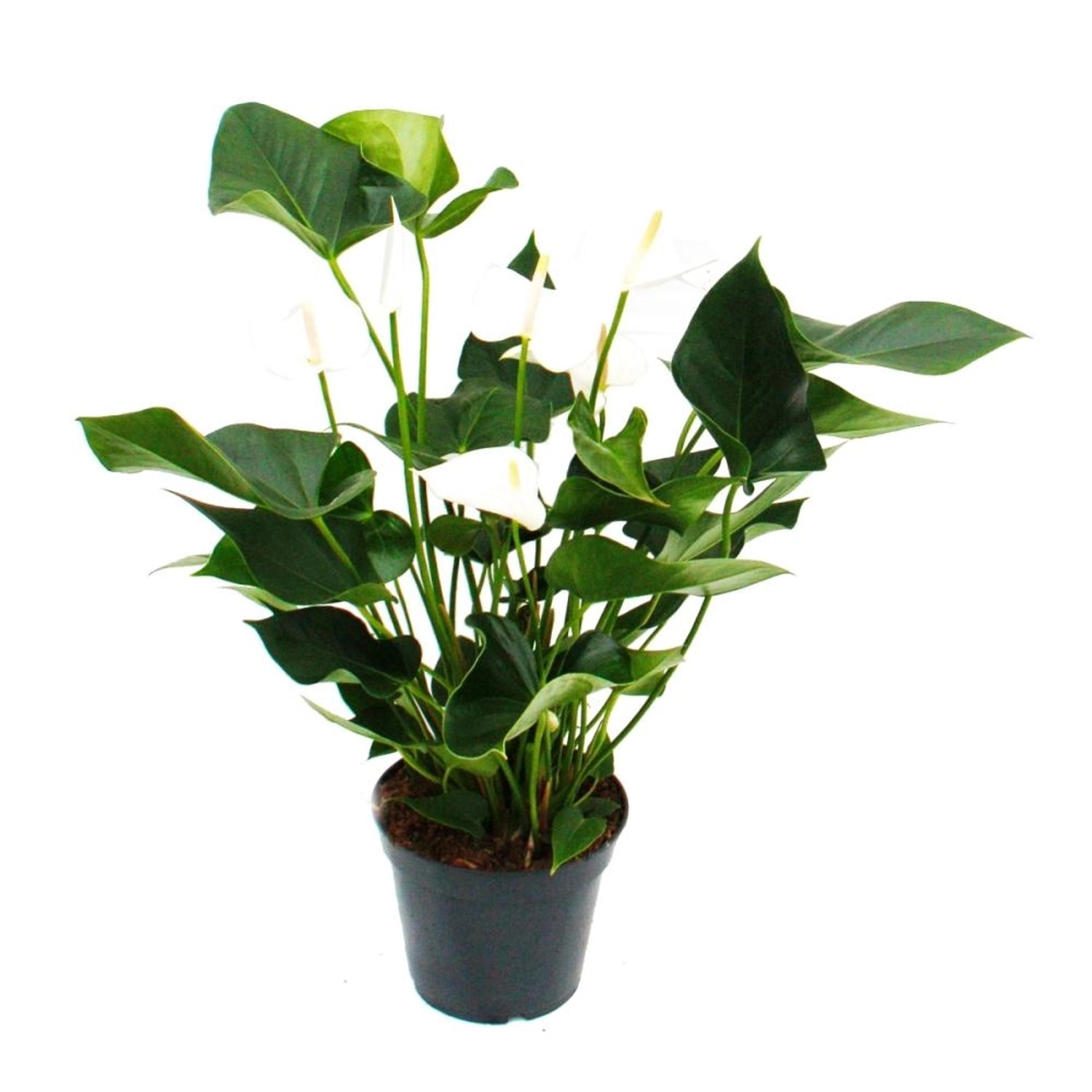 Exotenherz Weissblühende Flamingoblume Anthurium Anderanum 17cm Topf