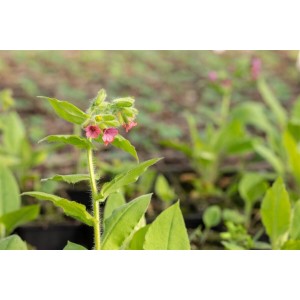 Rote Lungenkraut 'Redstart' im 9x9 cm Topf, Staude mit roten Blüten und grünen Blättern.