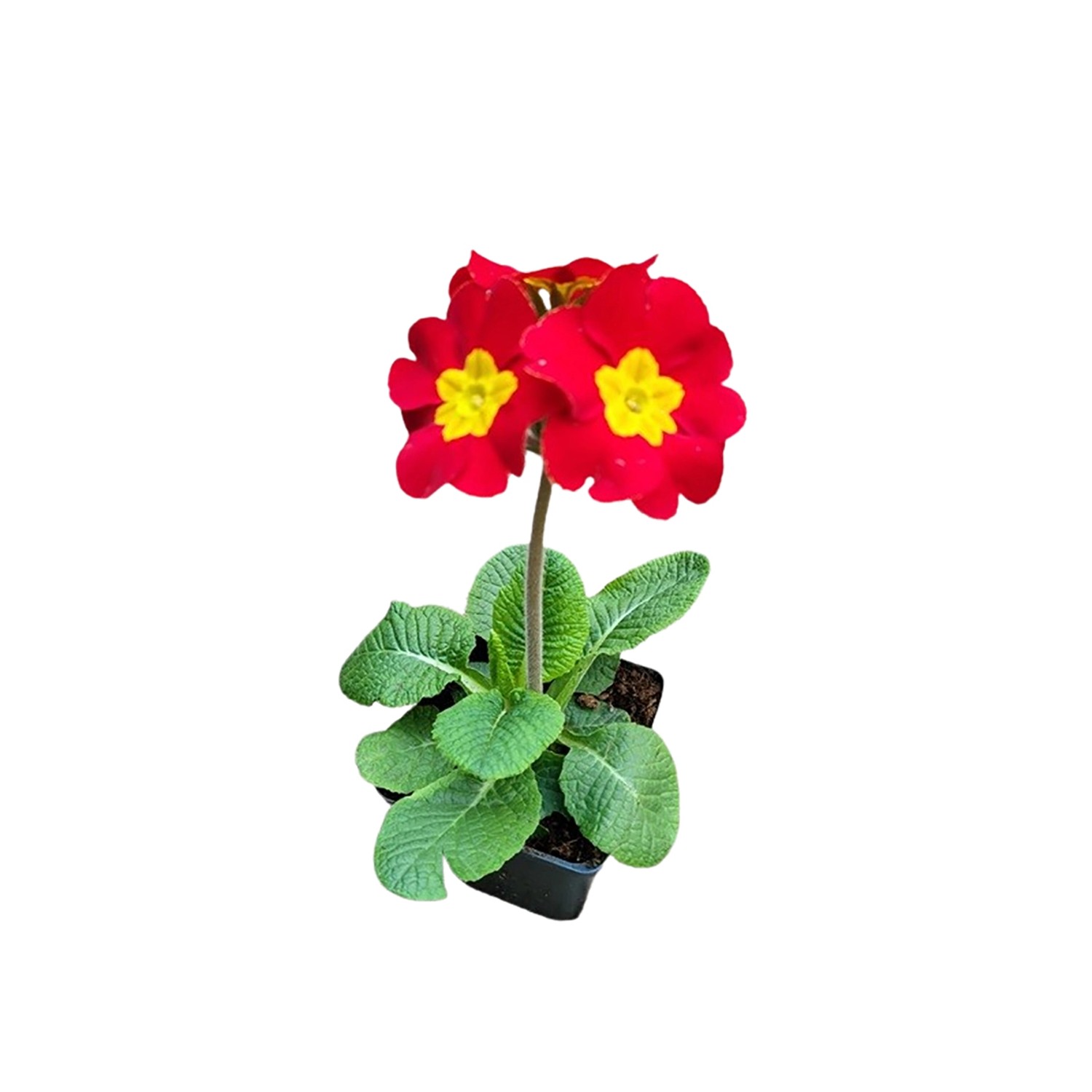 Garten-Schlüsselblume Goldnugget Rot Topf-Ø ca. 9 cm x 9 cm Primula