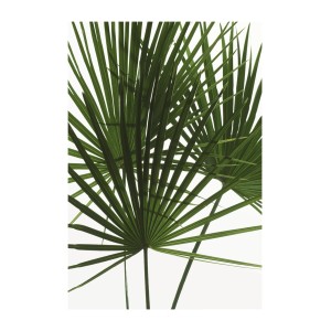 Komar Wandbild Palmtree Leaves, 50x70 cm, mit detailreichen, grünen Palmwedeln auf weißem Hintergrund.