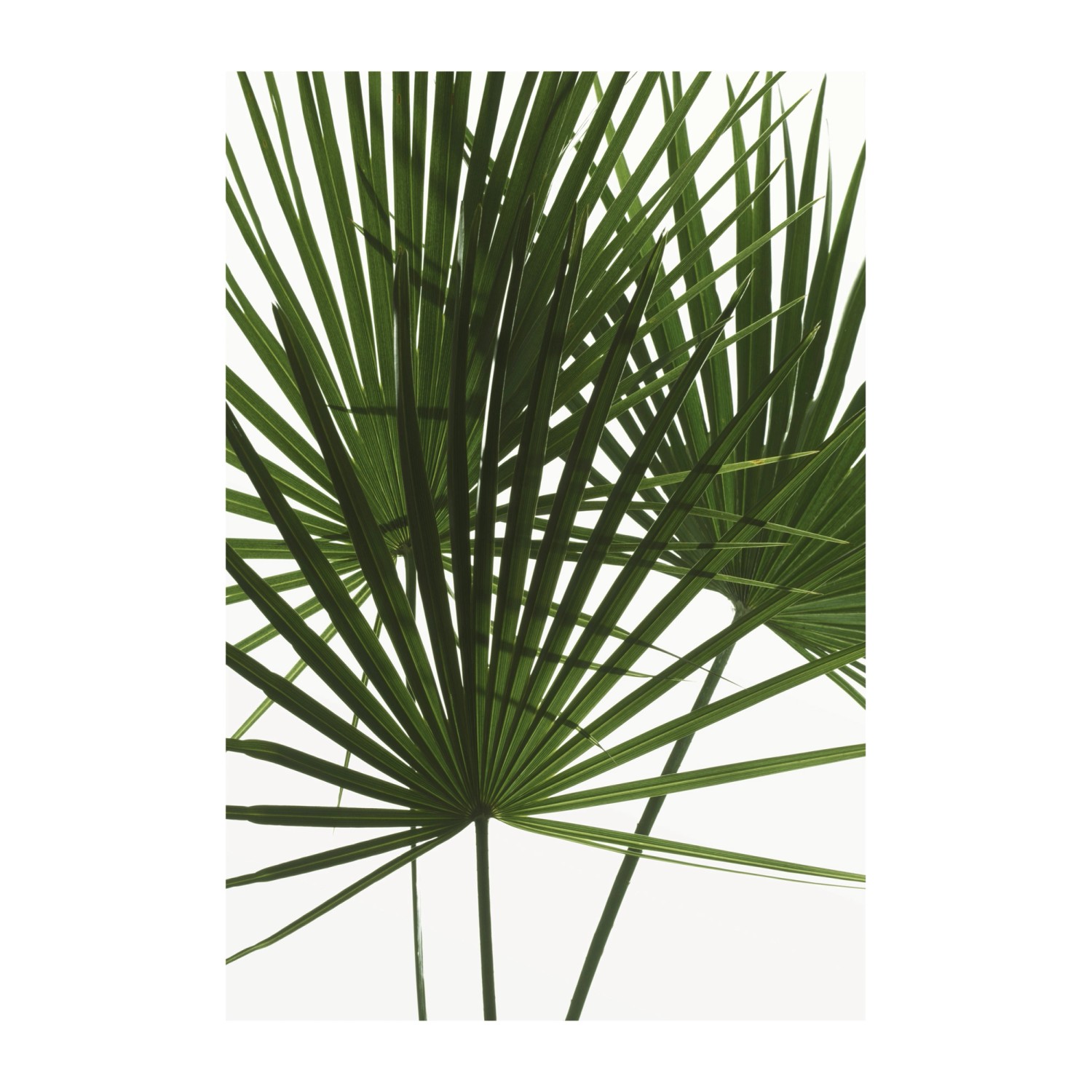 Komar Wandbild Palmtree Leaves 50 cm x 70 cm