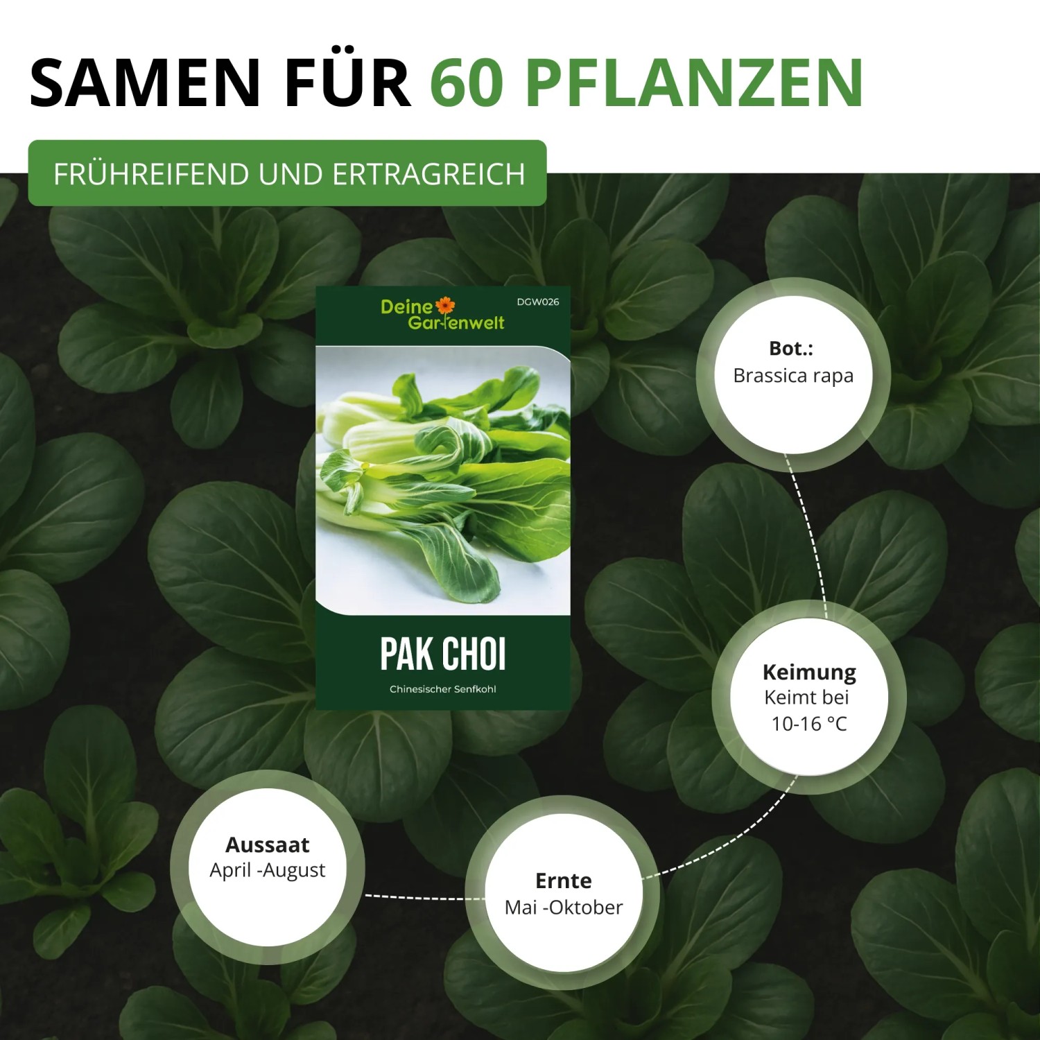 Pak Choi Samenpaket von Deine Gartenwelt, umgeben von grünen Pak Choi Pflanzen. Für 60 Pflanzen, frühreif & ertragreich.