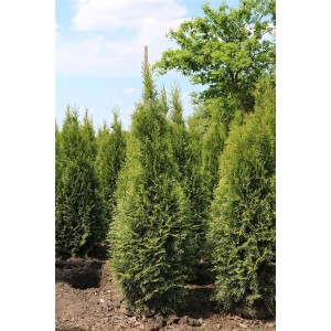 Smaragdgrüne Thuja 'Smaragd' Heckenpflanzen, 150-175 cm hoch, für dichten, immergrünen Sichtschutz im Garten.