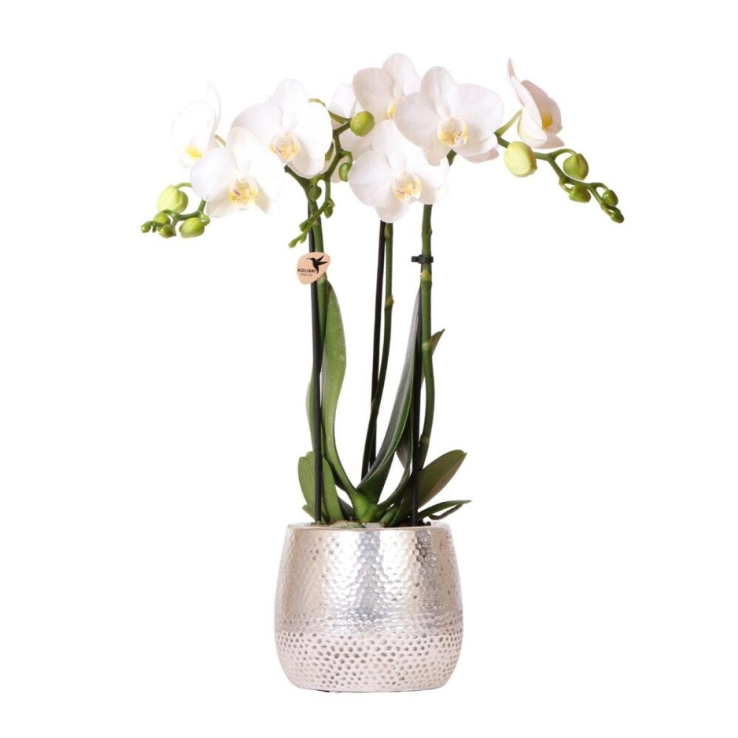 Kolibri Orchids Weiße Phalaenopsis Orchidee Amabilis & Elite Topf Silber  Topfgröße 9cm 35cm Hoch