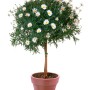 Garten-Margerite als Hochstamm im Topf, weiße Blüten, grüne Blätter. Ideal für Kübel.