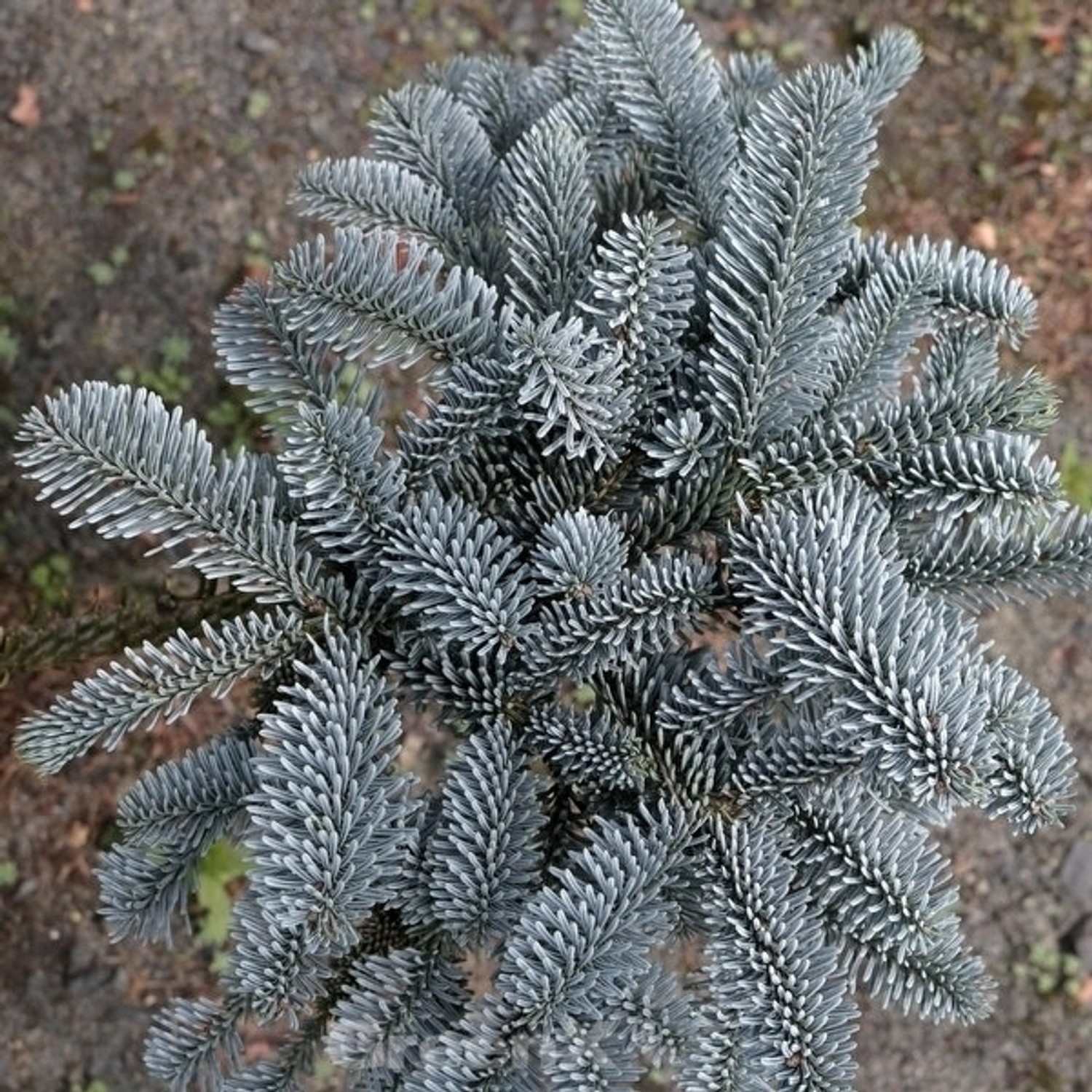 Blaue Edeltanne 100-125cm - Abies procera