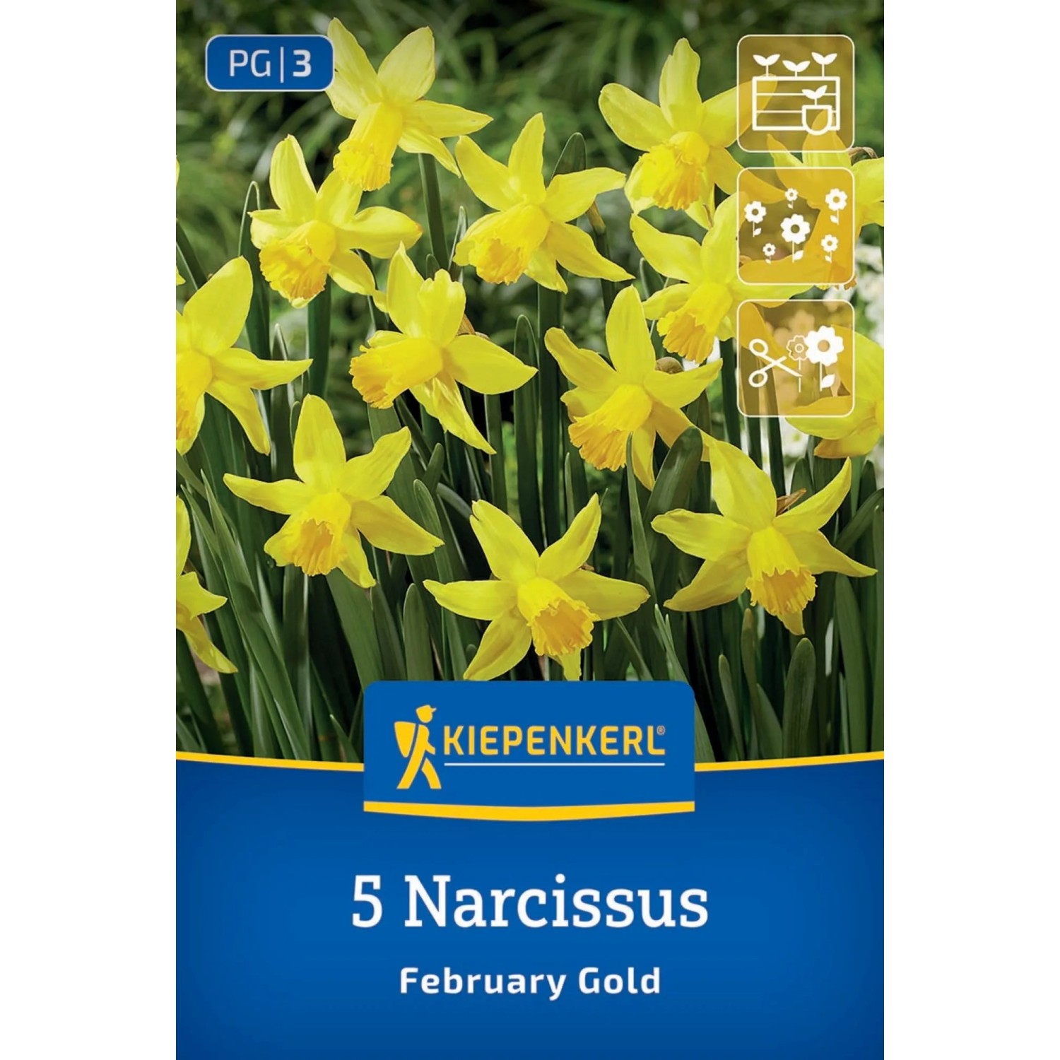 Kiepenkerl Blumenzwiebel Alpenveilchen-Narzisse February Gold 5 Stück