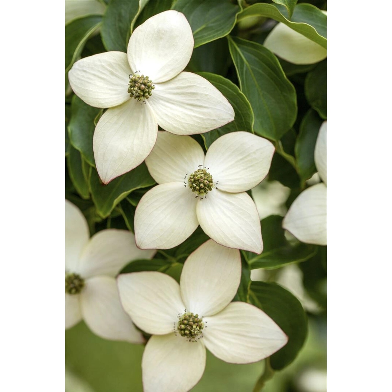 Cornus Kousa Chinensis Wietings Select Chinesischer Hartriegel 100–125 cm günstig online kaufen