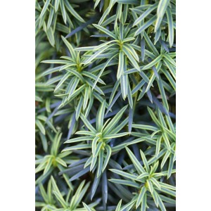 Detailaufnahme der gelbgrünen Blätter einer Taxus Baccata Fastigiata Aureomarginata Eibe.