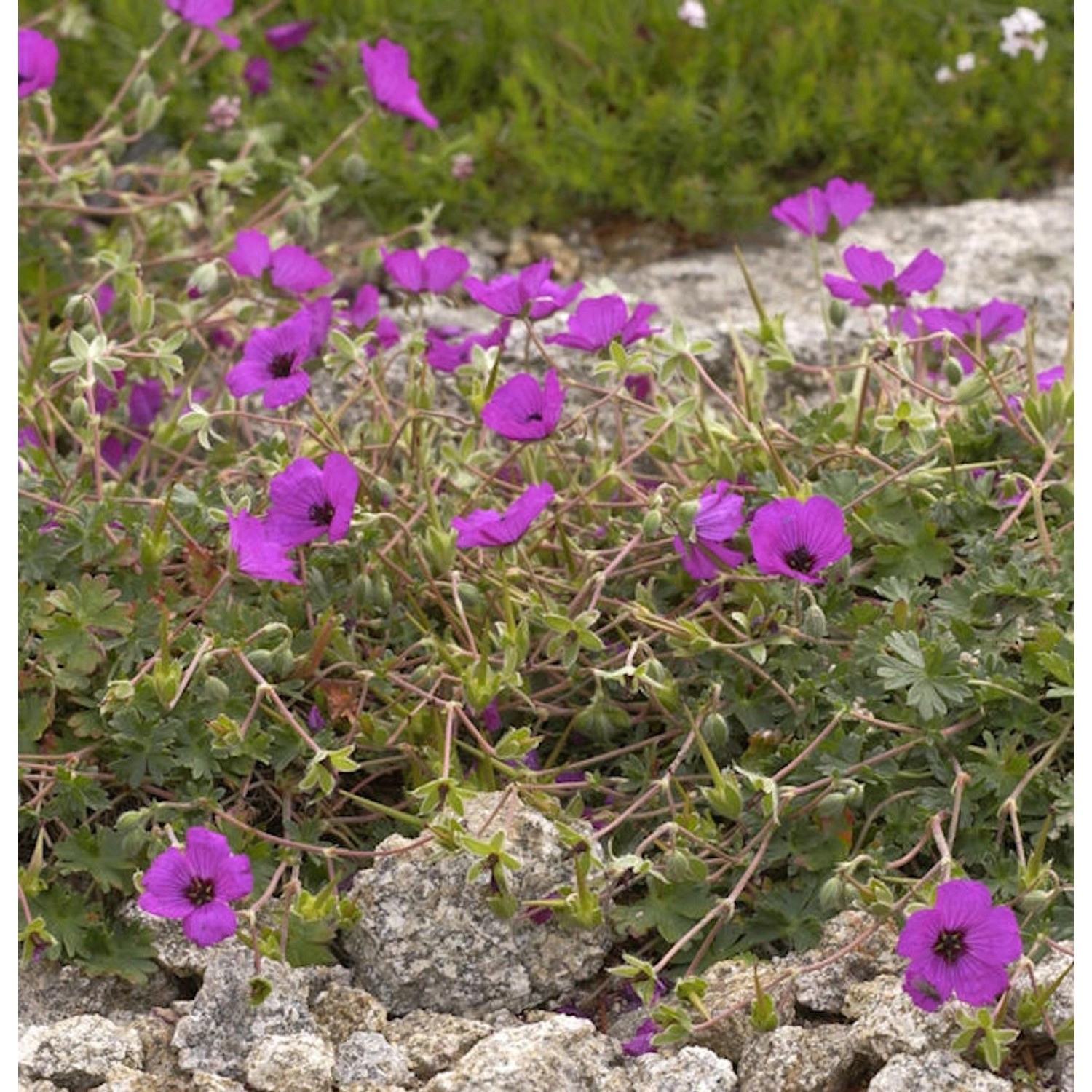 Storchenschnabel Purple Pillow - Geranium cinereum günstig online kaufen