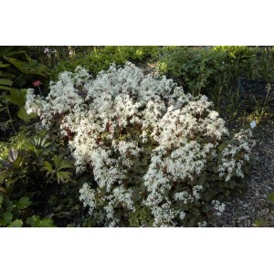 Saxifraga 'Rubrifolia' im 9x9 cm Topf: Kompakte Staude mit weißen Blüten und rötlichen Blättern.