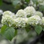 Japanischer Schneeball Rotundifolium mit weißen Blüten und grünen Blättern.