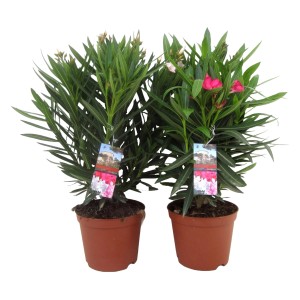 Zwei Oleander (Nerium oleander) im Topf, einer mit rosa Blüten, Kübelpflanze für den Sommer.