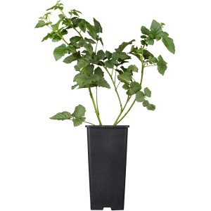 GROW by OBI Bio Tayberry im 2 l Topf, ca. 20-30 cm hoch.