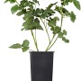 GROW by OBI Bio Tayberry im 2 l Topf, ca. 20-30 cm hoch.