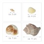 Dekoratives Muschel Set: Verschiedene bunte Muscheln und Meeresschnecken von 3 cm bis 11 cm für maritime Deko.