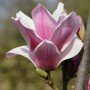 Nahaufnahme einer rosa-weißen Magnolienblüte der Sorte Satisfaction.