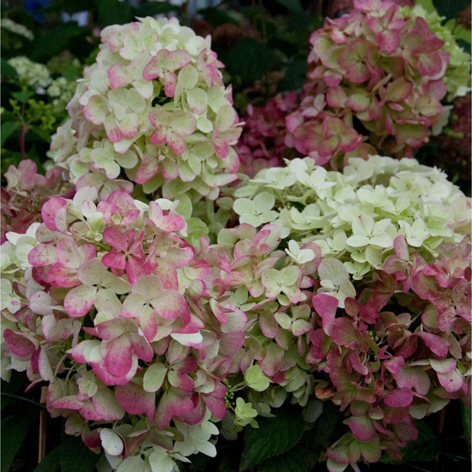 Rispenhortensie Graffiti 40-60cm - Hydrangea paniculata günstig online kaufen