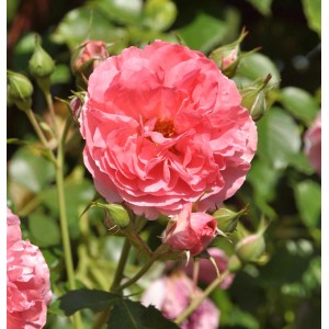 Nahaufnahme einer rosa Hochstamm Rose Rosarium Uetersen mit Blüten und Knospen.