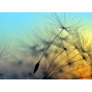 Fototapete mit Pusteblumen in Blau und Gelb, Detailaufnahme der filigranen Samenstände.