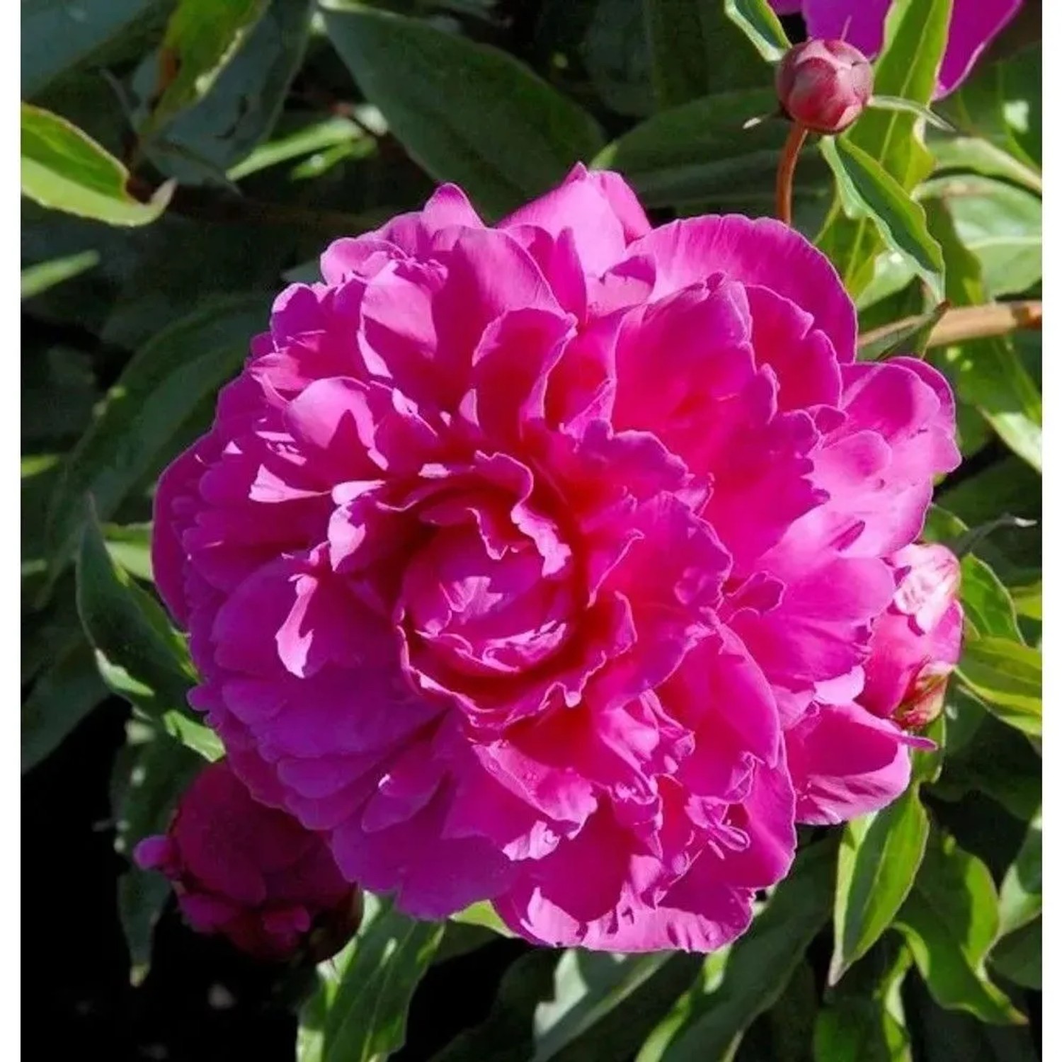 Edelpfingstrose Inspecteur Lavergne - Paeonia,actiflora