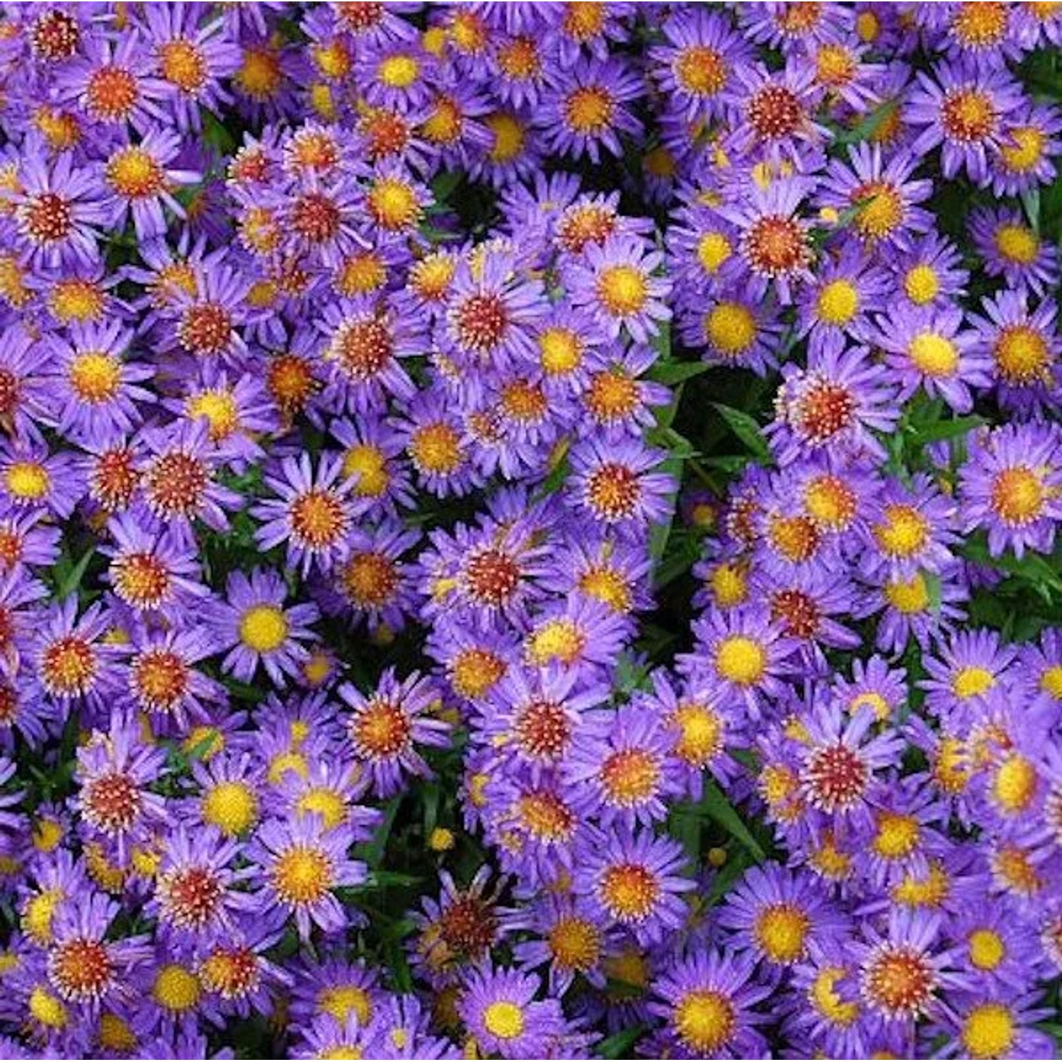 Glattblattaster Schöne von Dietlikon - Aster novi belgii