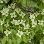 Nahaufnahme des Chinesischen Blumen-Hartriegels 'China Girl' mit weißen Blüten und grünen Blättern.
