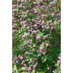 Detailaufnahme des rosa blühenden Maiblumenstrauchs 'Strawberry Fields'.