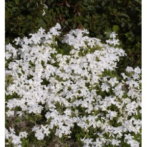 Niedrige Flammenblume 'May Breeze' (Phlox divaricata) mit weißen Blüten als Bodendecker.