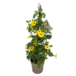 Schwarzäugige Susanne im Topf, gelbe Blüten, Höhe 50cm, Kübelpflanze.