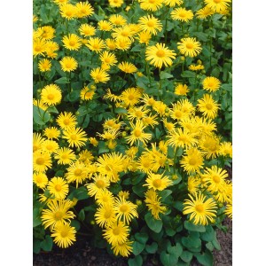 Gelbe Kaukasus-Gämswurz (Doronicum orientale) im Topf, eine attraktive Staude für sonnige bis halbschattige Standorte.