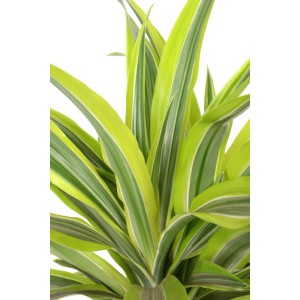 Drachenbaum 'Lemon Lime' im Topf, ca. 100-130 cm hoch. Dekorative Zimmerpflanze mit gelbgrünen Blättern.