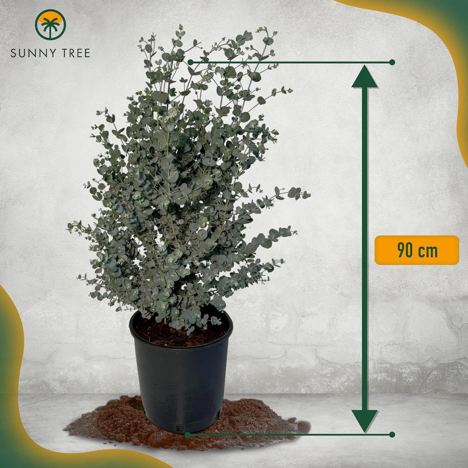 Winterharter Eucalyptus Gunnii 'Azura' im Topf, ca. 90 cm hoch, mit silbrig-blauem Laub.