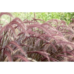 Detailaufnahme von Lampenputzergras 'Rubrum' mit roten Blütenständen im Garten.