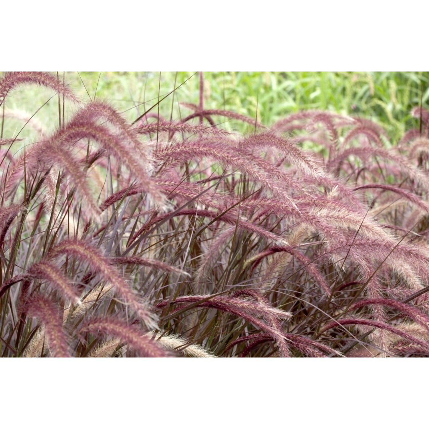 Pennisetum Setaceum Rubrum Lampenputzergras Rot Ca. 2-3 L Container günstig online kaufen