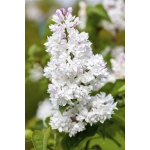 Nahaufnahme: Weißer Flieder (Syringa Vulgaris Mme Lemoine) mit zarten Blüten.