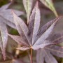 Nahaufnahme: Rote Blätter des Japanischen Ahorn (Acer palmatum Atropurpureum).