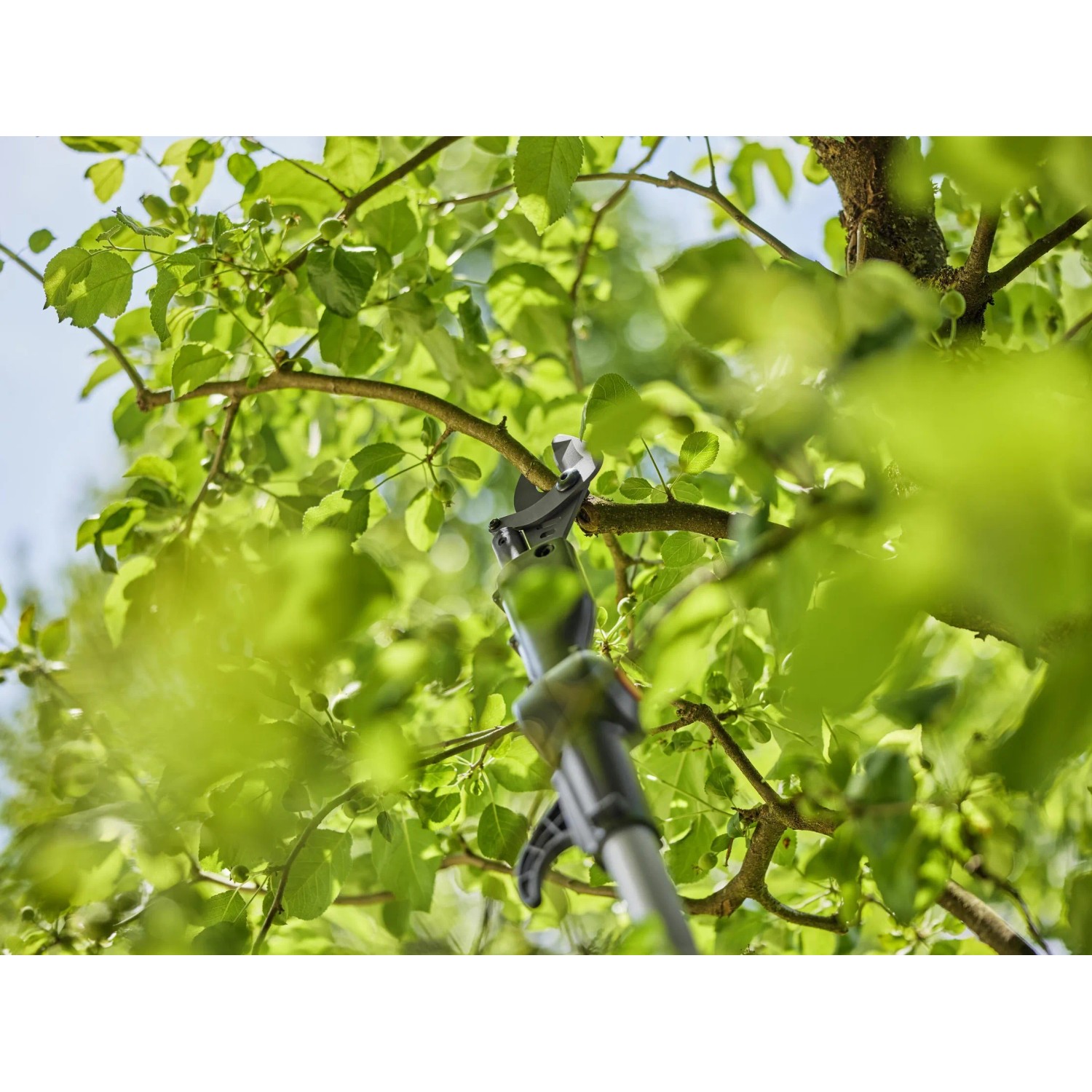 Gardena Akku-Teleskop-Baumschere HighCut beim Schneiden eines Astes im Baum.