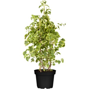 Kletterhortensie im Topf, weiße Blüten, grüne Blätter mit hellem Rand. Ideal als Kletterpflanze.