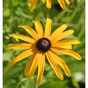 Goldgelber Sonnenhut (Rudbeckia fulgida) mit dunkler Mitte, Nahaufnahme.