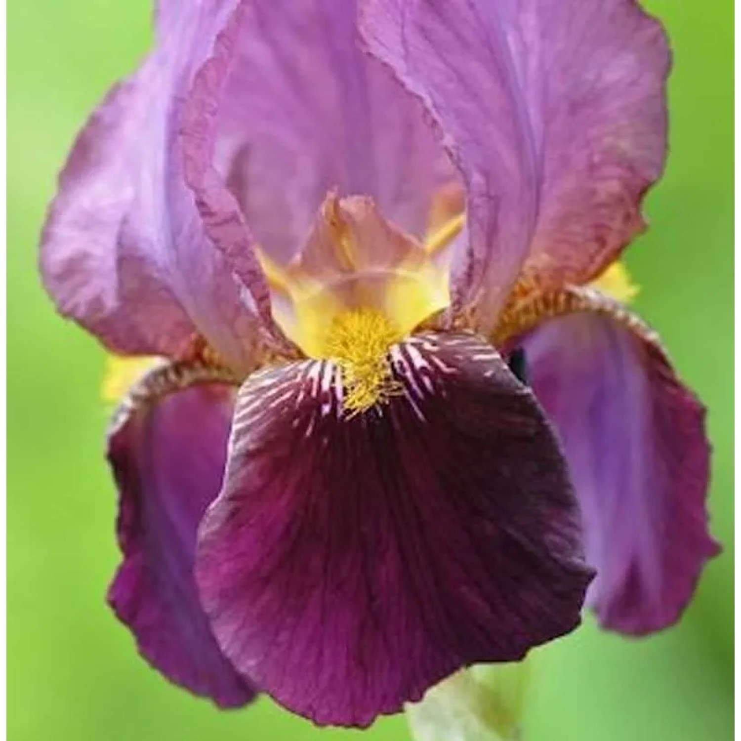 Schwertlilie Senlac - Iris barbata
