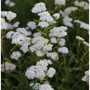 Nahaufnahme der weißen Blüten der Schafgarbe 'White Beauty'.