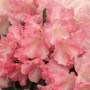 Nahaufnahme des Rhododendron Yak. Marlis mit rosa Blüten.