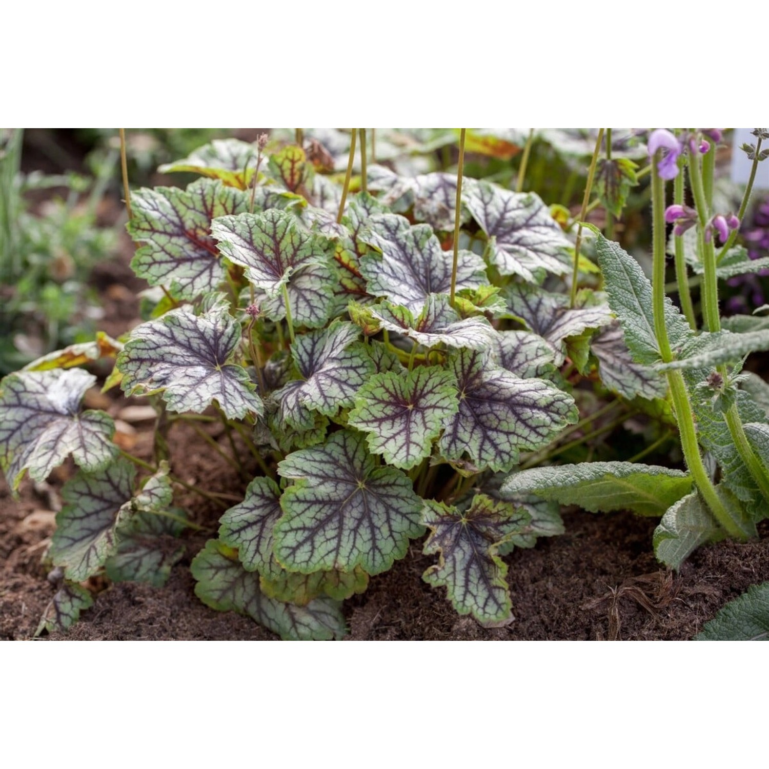Heuchera Americana Green Spice Purpurglöckchen Ca. 11x11 cm Topf günstig online kaufen