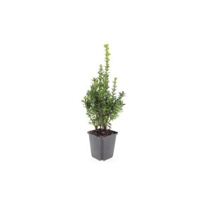 Buchsbaum Heckenpflanze (Buxus Sempervirens) im 9cm Topf.