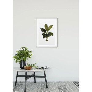Komar Wandbild Elastica Leaf, 50x70 cm, mit botanischem Pflanzenmotiv im weißen Rahmen.