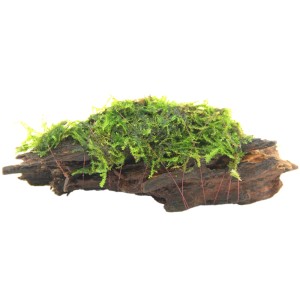 Dennerle Plants Mooswurzel Aquariumpflanze mit grünem Moos auf dunklem Holz.
