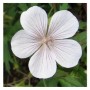 Nahaufnahme einer weißen Blüte des Storchenschnabel 'Kashmir White'.