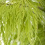 Detailaufnahme des hellgrünen, geschlitzten Laubs vom OBI Schlitzahorn 'Dissectum Garnet'.